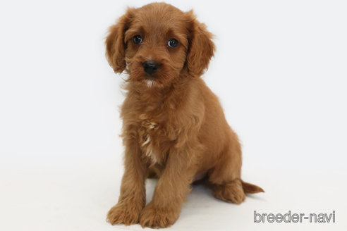 成約済の神奈川県のキャバプー:キャバリア×トイプードル-335902の1枚目